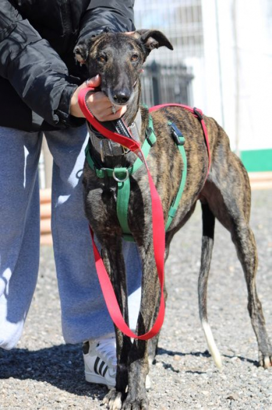 Photo #4 de CESAR 2 ans, magnifique galgo bringé
