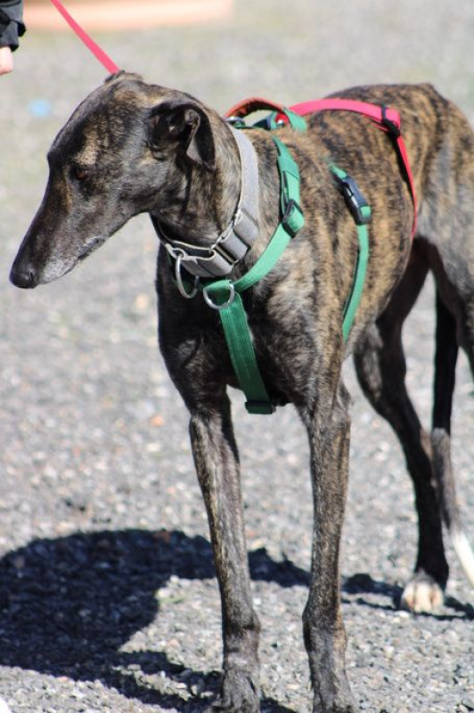 Photo #5 de CESAR 2 ans, magnifique galgo bringé