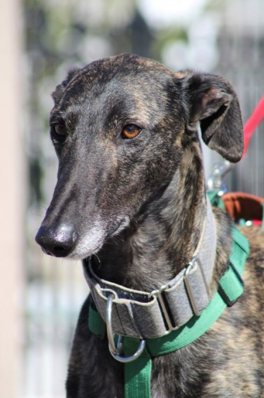 Photo #6 de CESAR 2 ans, magnifique galgo bringé