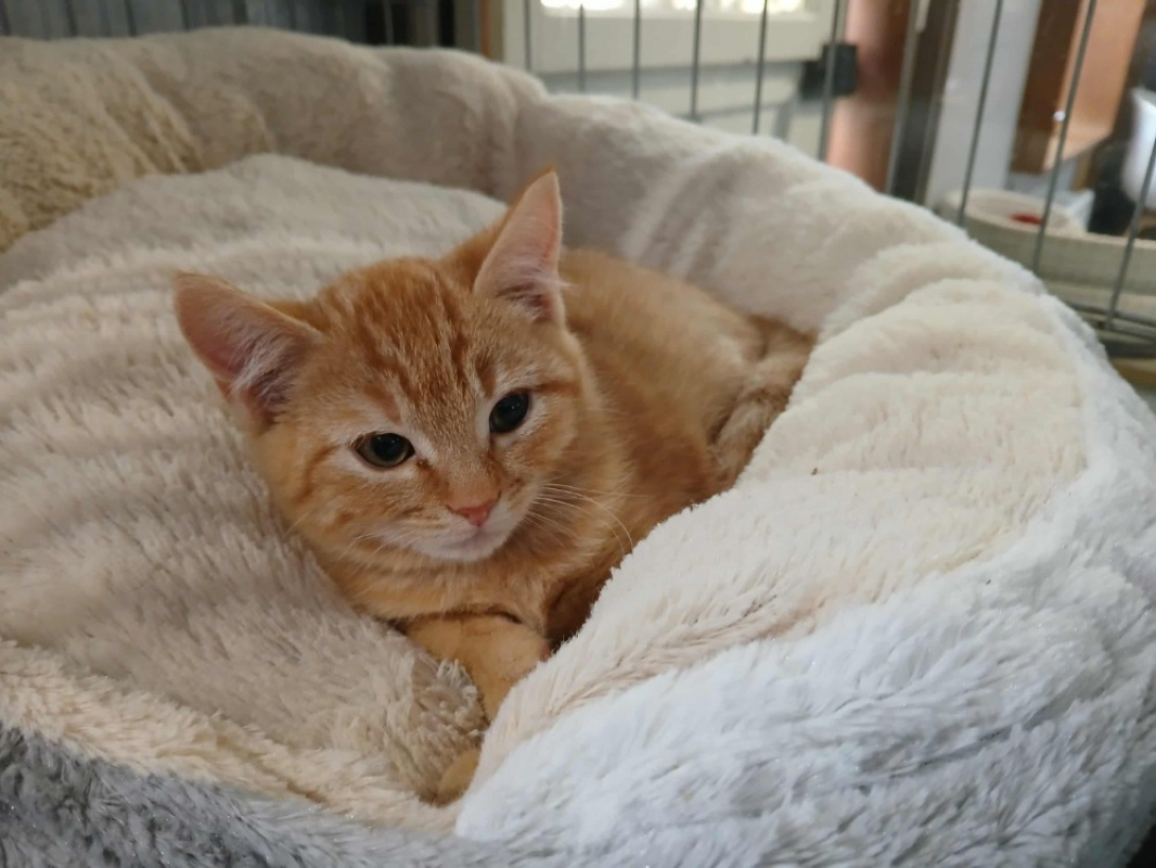 Photo #2 de Abricot