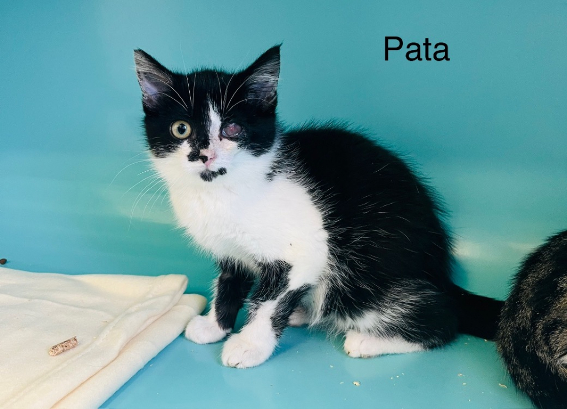 Photo de Pata
