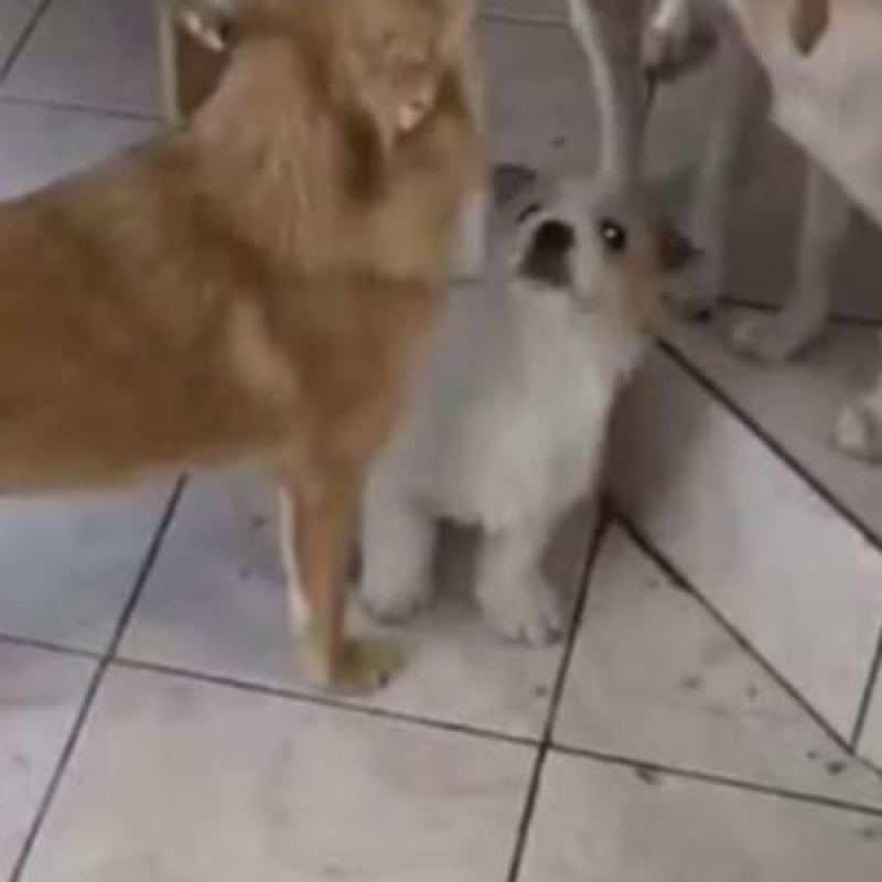 Photo #10 de MIAHATA