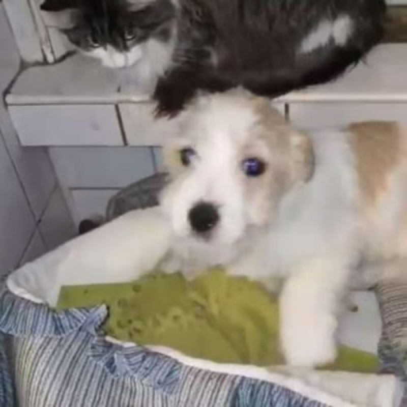 Photo #12 de MIAHATA