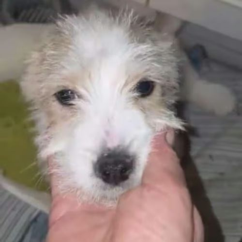 Photo #14 de MIAHATA