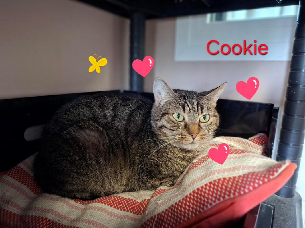 Photo de Cookie