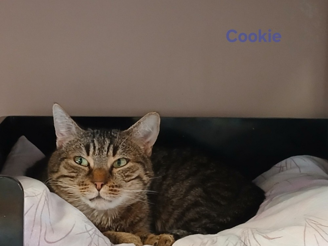 Photo #2 de Cookie