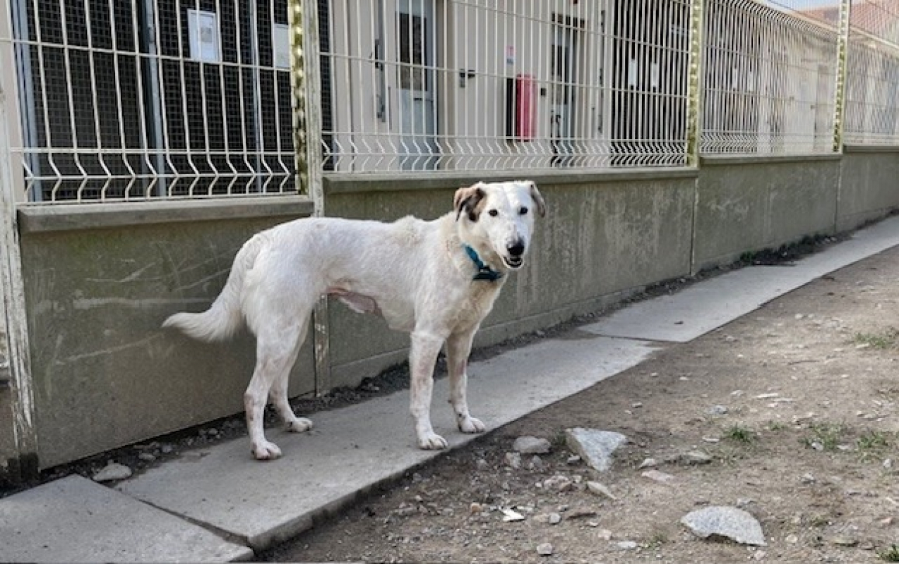 Photo #2 de Mirabelle