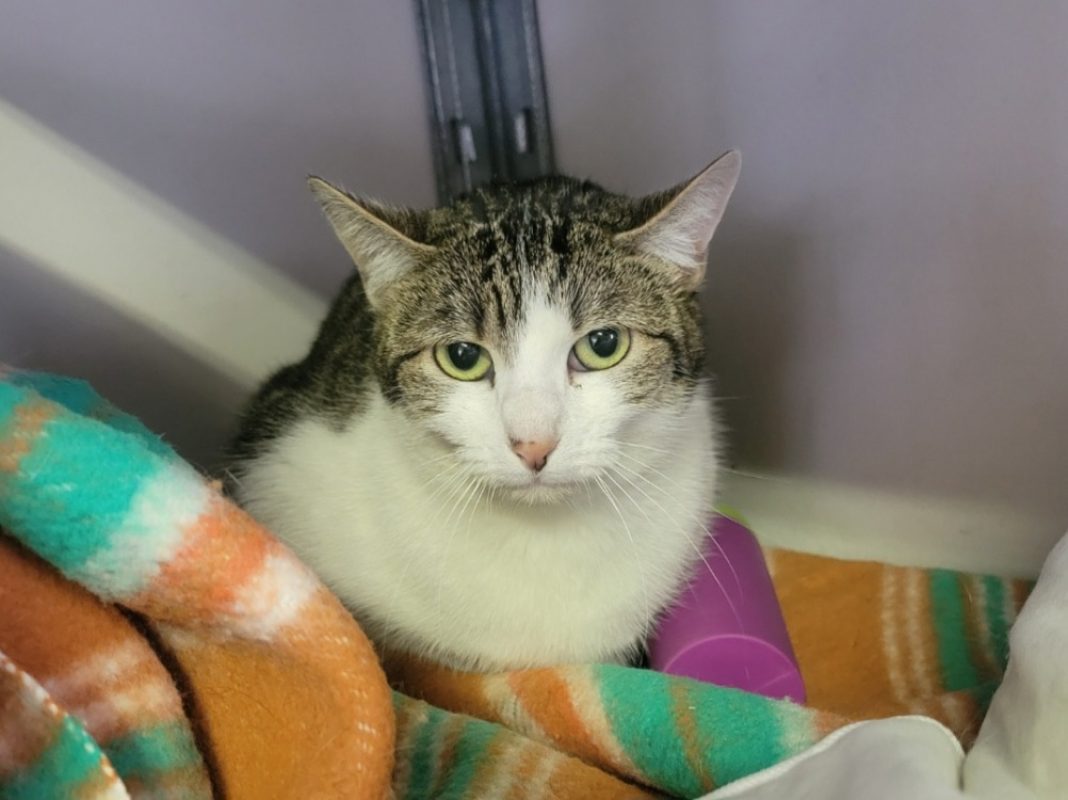 Valentina - Chat Européen à adopter