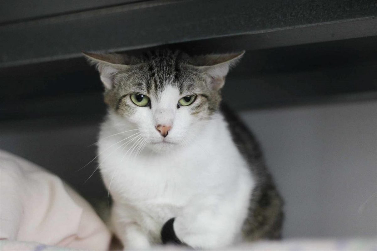 Valentina - Chat Européen à adopter - photo 2