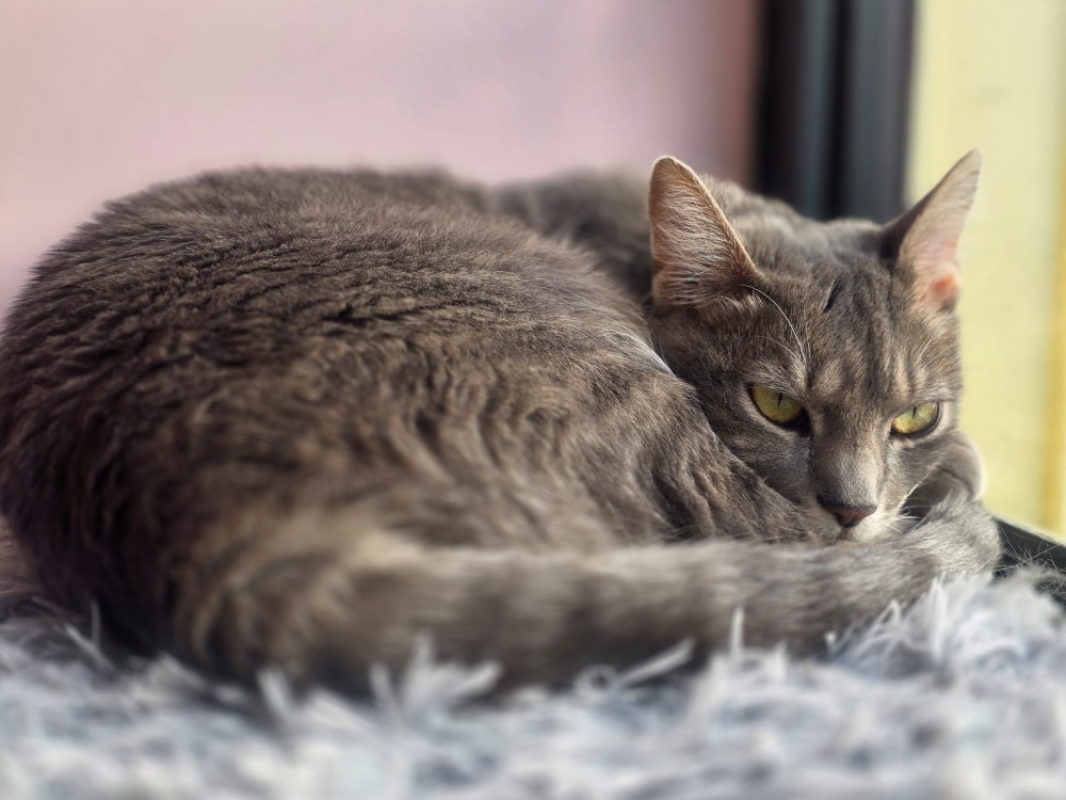 Photo #2 de Poupette