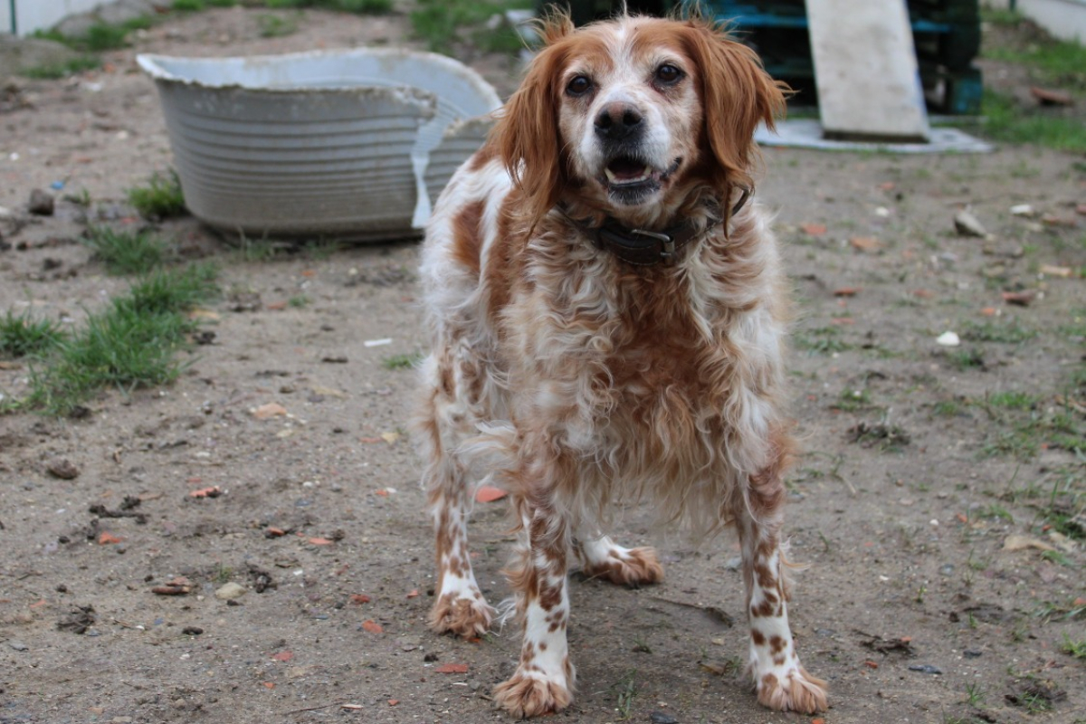 Photo #2 de Alouette