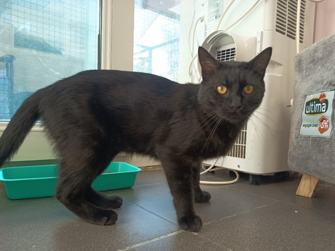 Alastor - Chat Européen à adopter