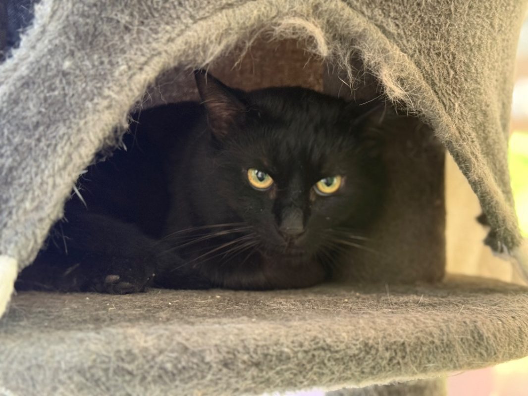 Alastor - Chat Européen à adopter - photo 2