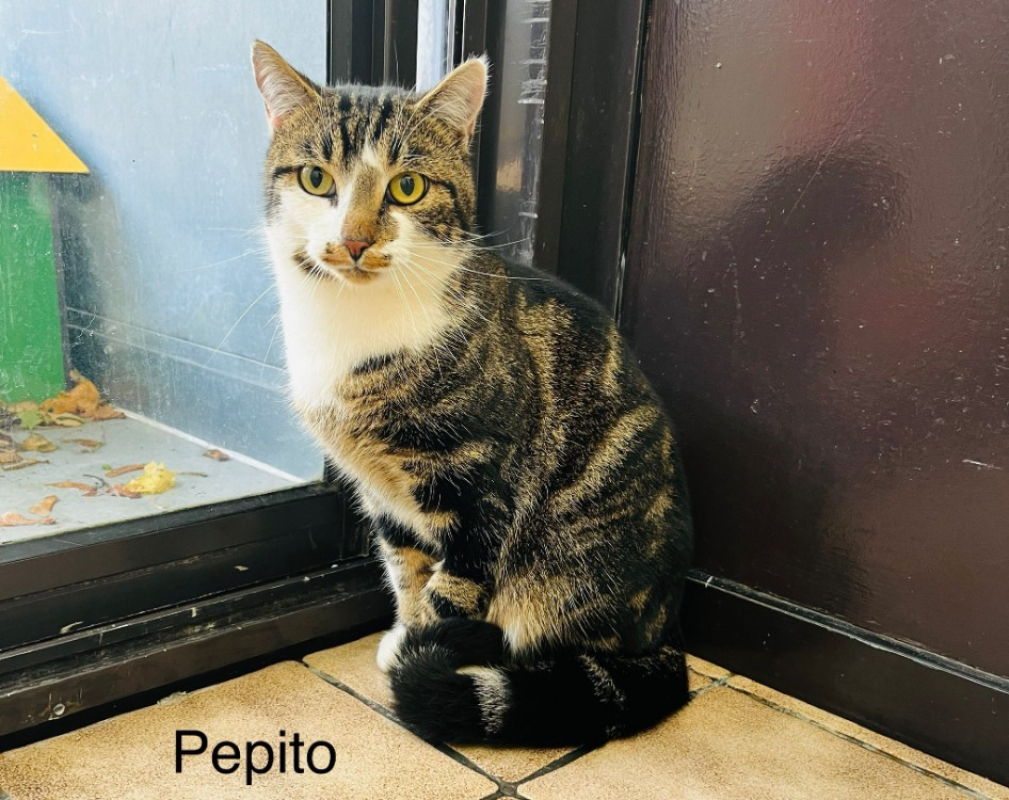 Photo de Pepito