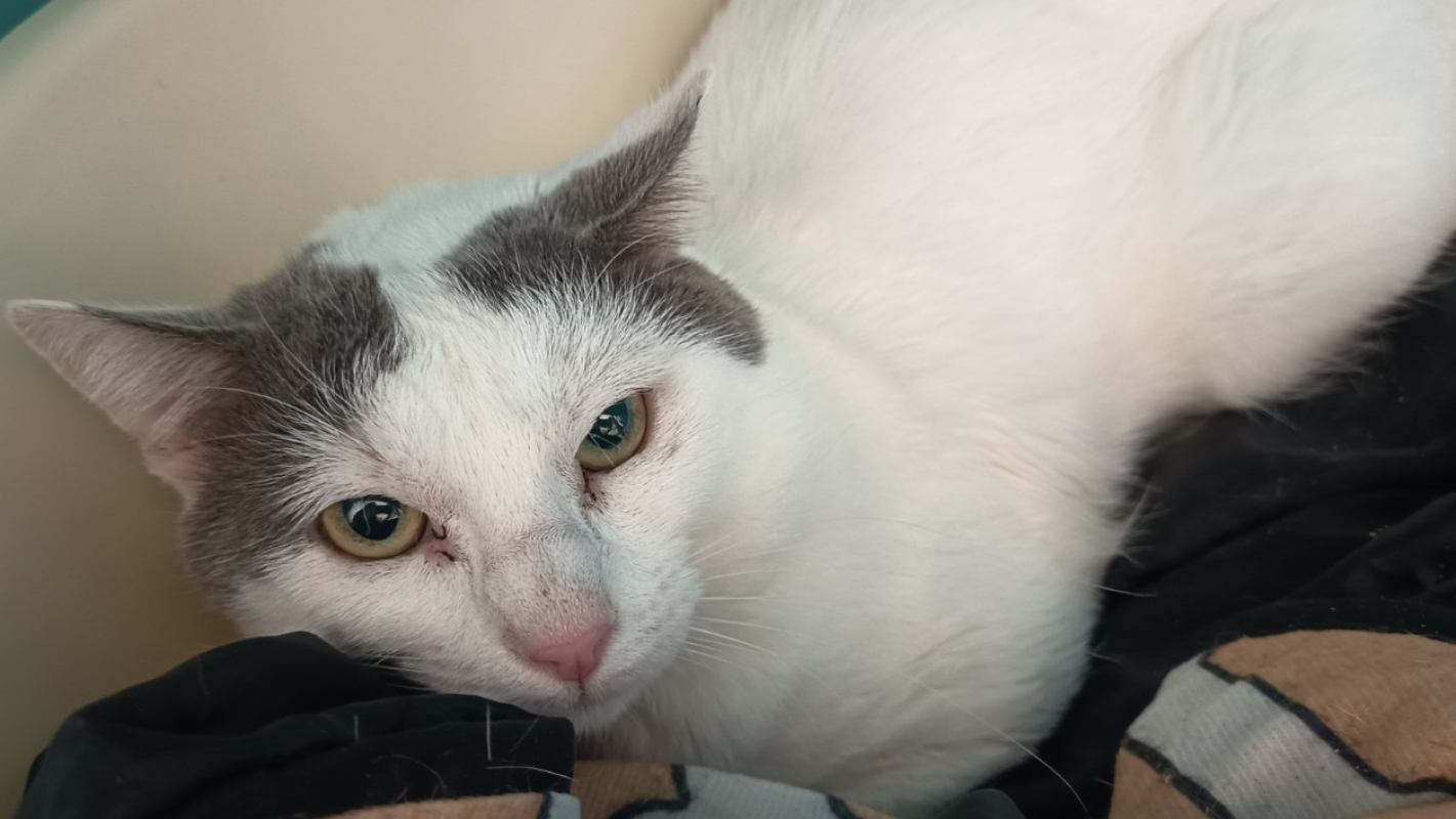 Photo de Morningstar