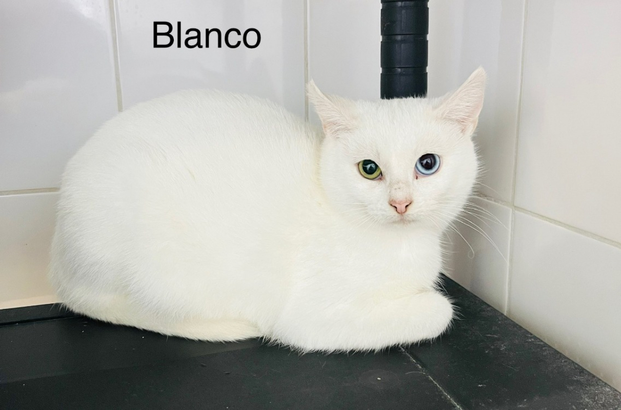 Photo de Blanco