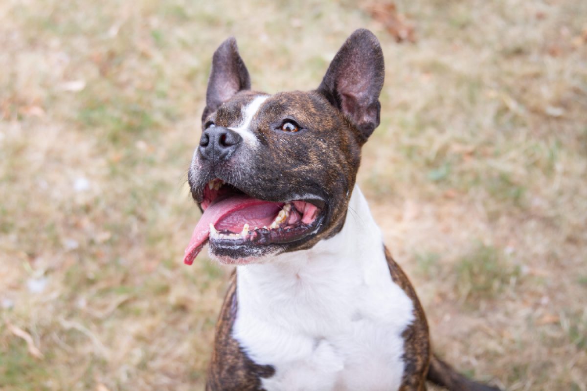 Iceo réservé - Chien à adopter
