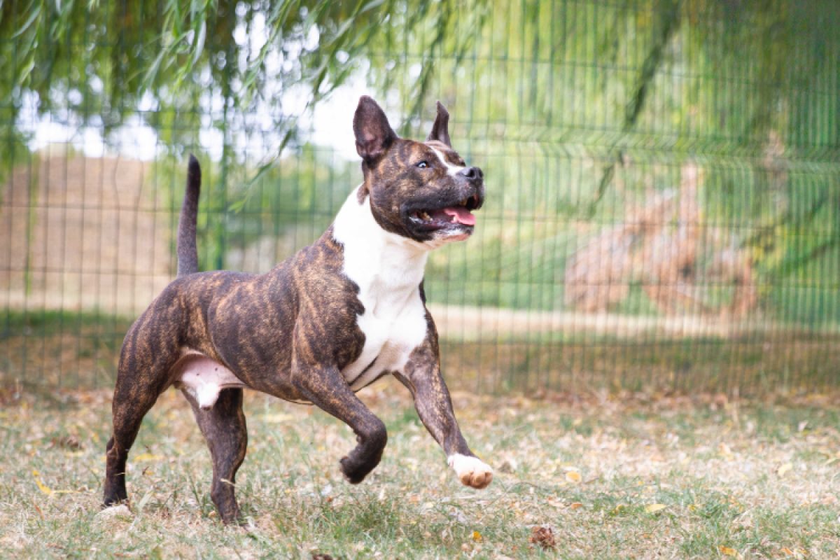 Iceo réservé - Chien à adopter - photo 2