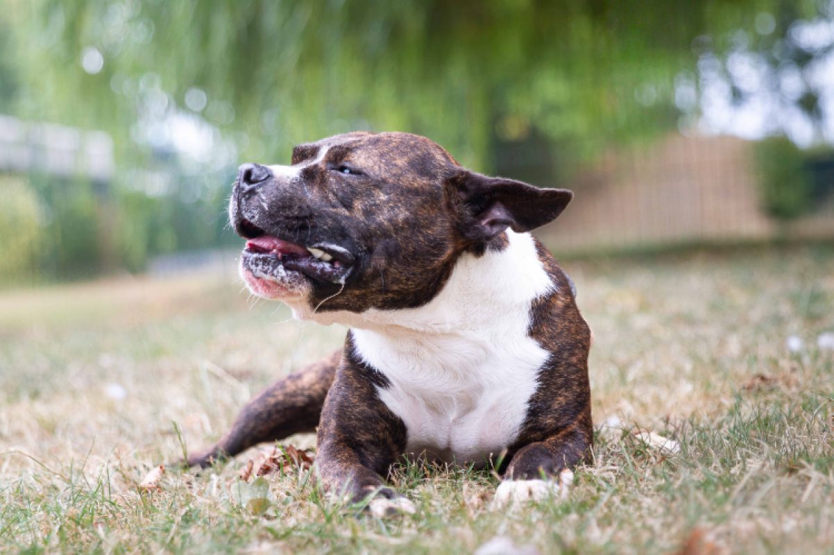 Iceo réservé - Chien à adopter - photo 3
