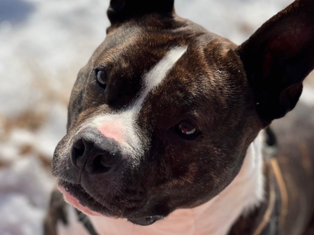 Iceo réservé - Chien à adopter - photo 4