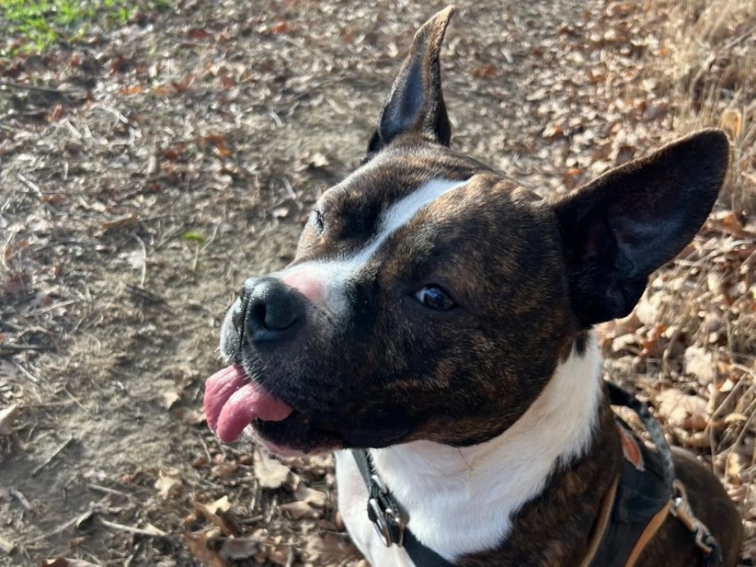 Iceo réservé - Chien à adopter - photo 6
