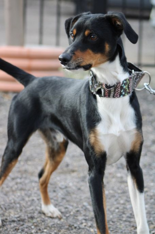 Photo #1 de GOTEN 1 an, adorable petit chien croisé