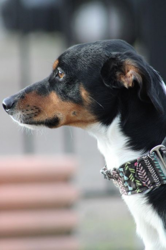 Photo #3 de GOTEN 1 an, adorable petit chien croisé