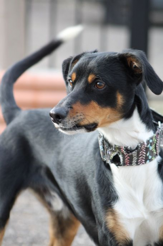 Photo #5 de GOTEN 1 an, adorable petit chien croisé