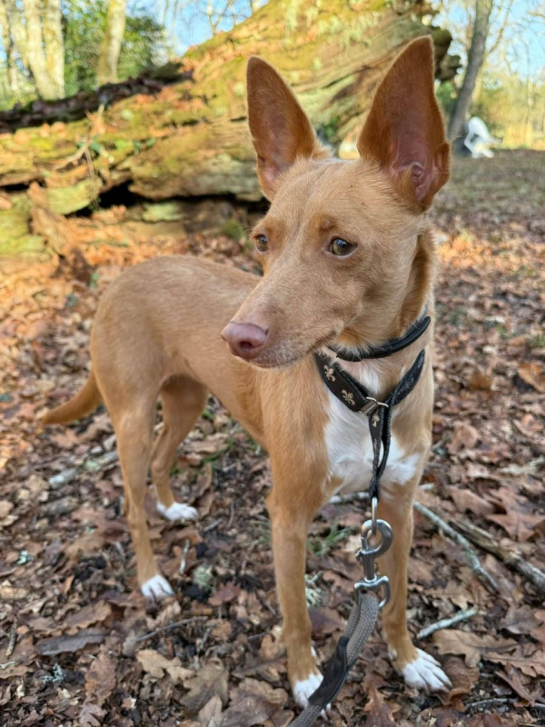 Photo #10 de CANDELA