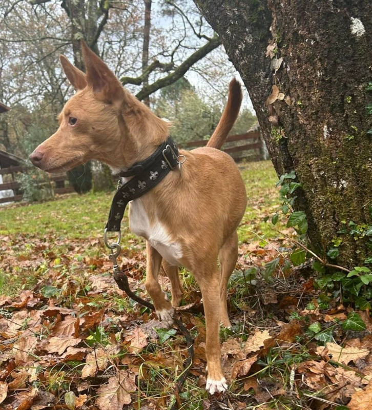 Photo #11 de CANDELA