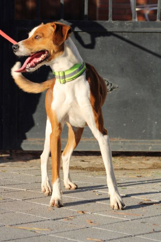 Photo #1 de OREO 1 an, jeune chien super sympa