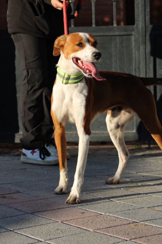 Photo #3 de OREO 1 an, jeune chien super sympa