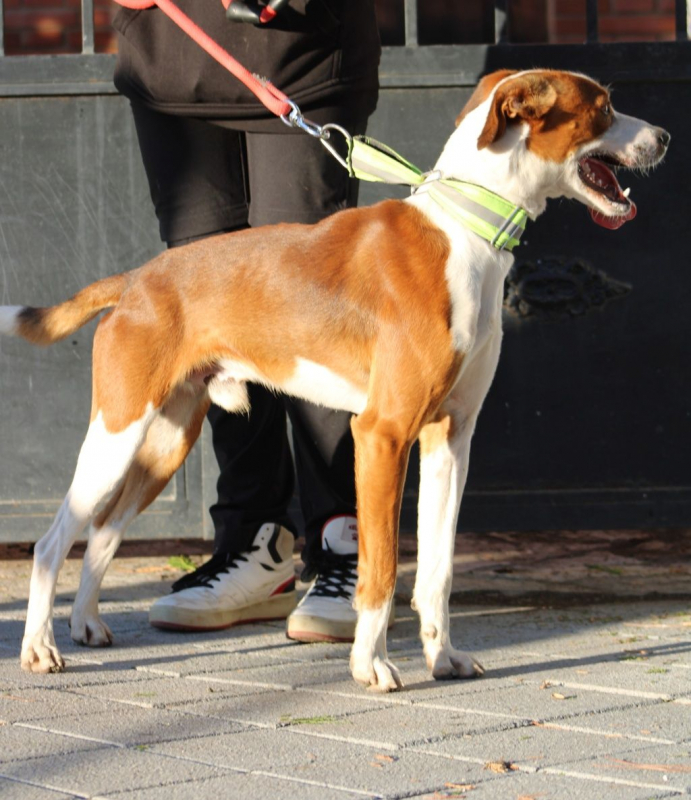 Photo #4 de OREO 1 an, jeune chien super sympa