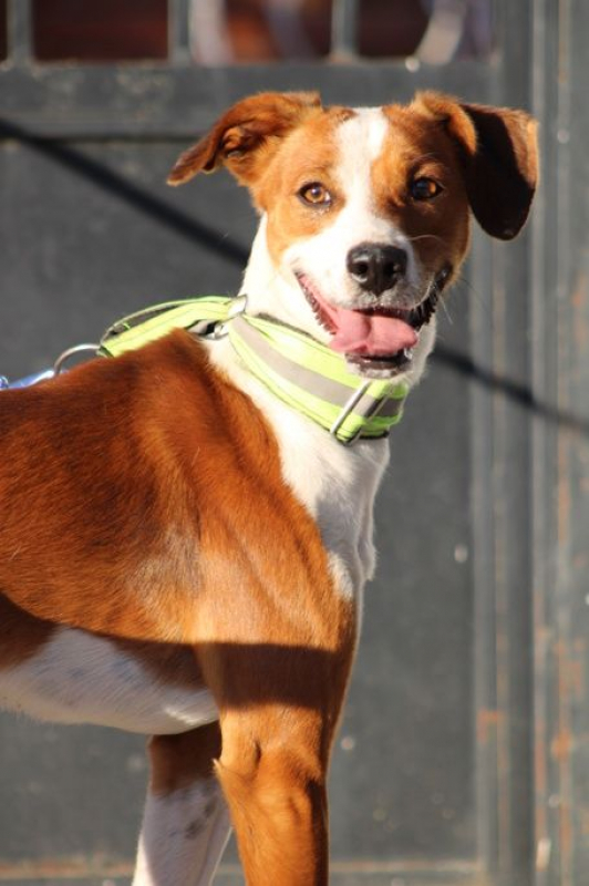 Photo #5 de OREO 1 an, jeune chien super sympa