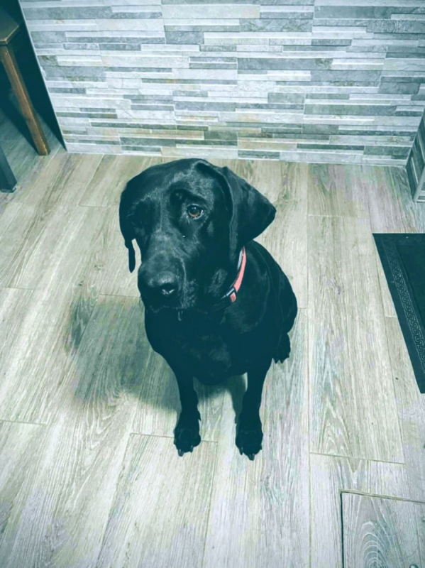 Photo #1 de NALA 5 ans, femelle labrador noire