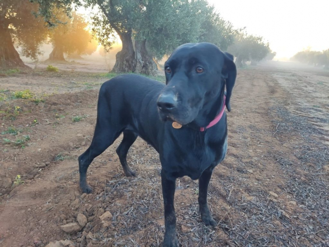 Photo #2 de NALA 5 ans, femelle labrador noire