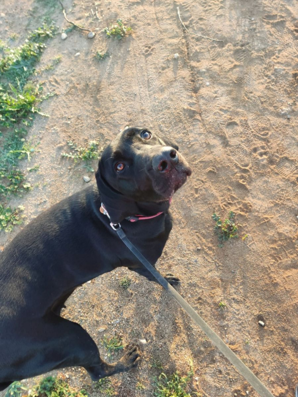 Photo #3 de NALA 5 ans, femelle labrador noire