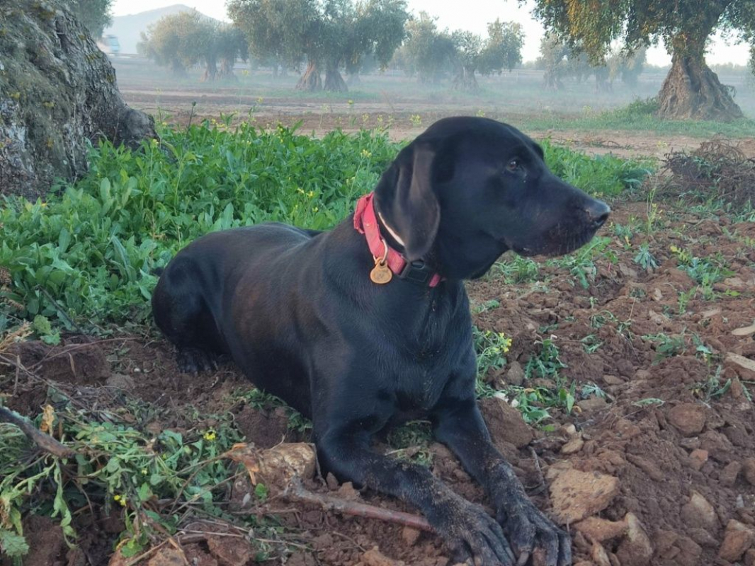 Photo #4 de NALA 5 ans, femelle labrador noire