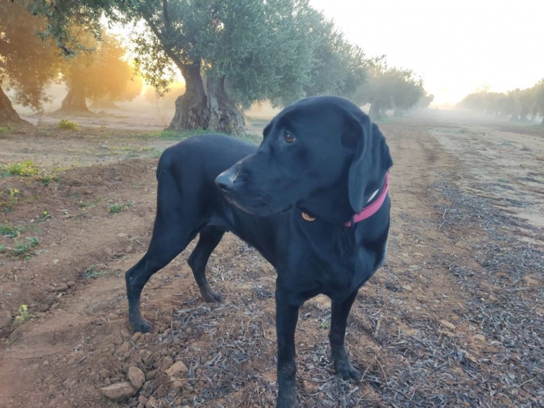 Photo #5 de NALA 5 ans, femelle labrador noire