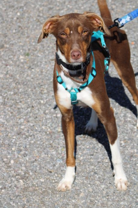 Photo #2 de HARVEY 1 an, jeune chien gentil et affectueux