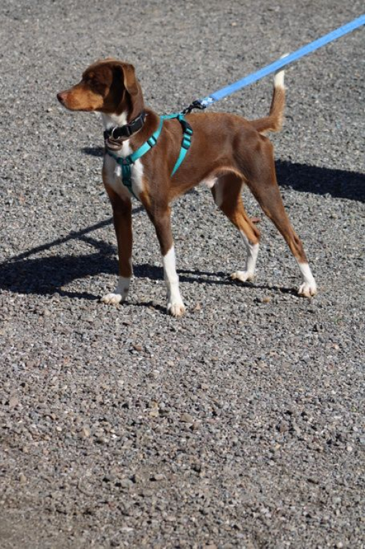 Photo #3 de HARVEY 1 an, jeune chien gentil et affectueux