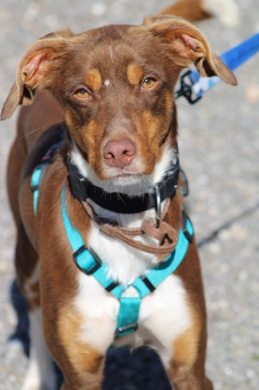 Photo #4 de HARVEY 1 an, jeune chien gentil et affectueux