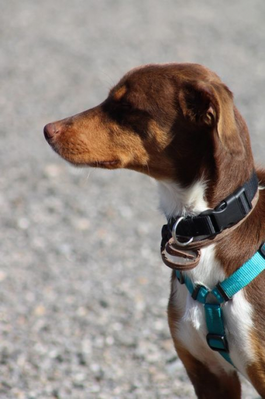 Photo #5 de HARVEY 1 an, jeune chien gentil et affectueux