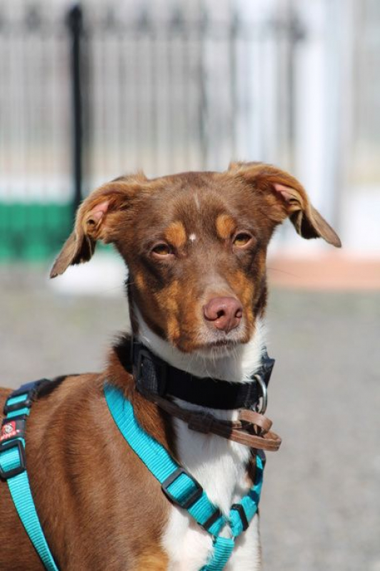 Photo #6 de HARVEY 1 an, jeune chien gentil et affectueux