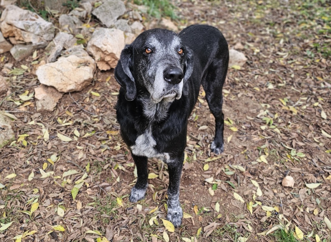 Victor - Chien Berger à adopter