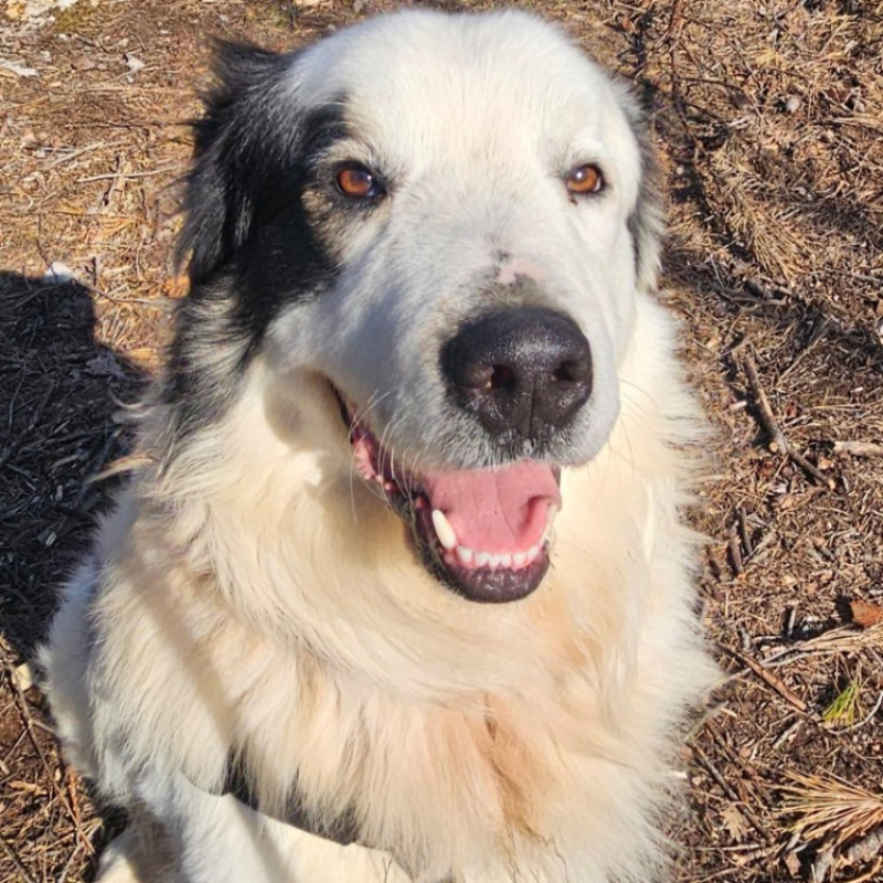 Photo #1 de Tarantino