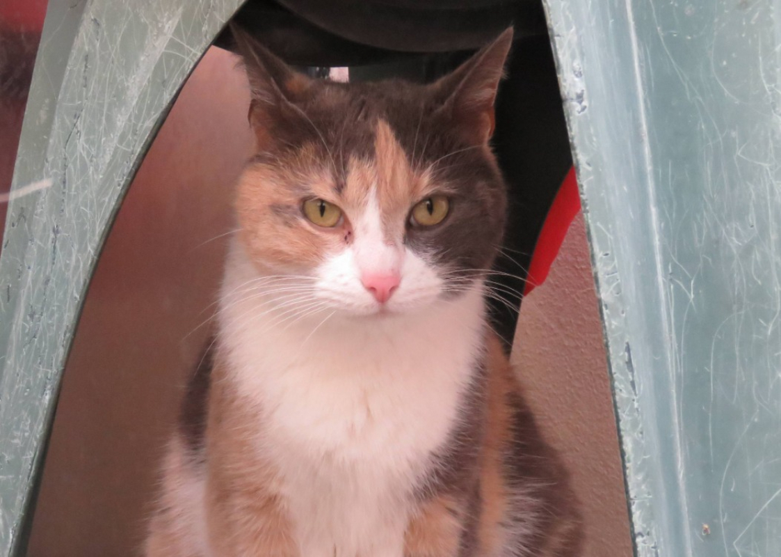 Photo #1 de Poupette