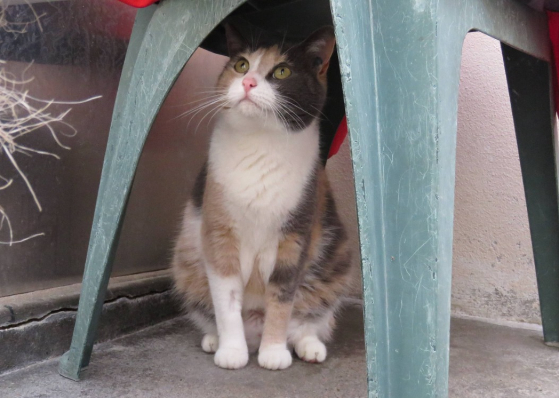 Photo #2 de Poupette