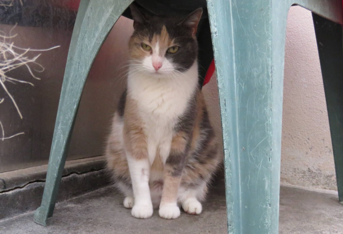 Photo #3 de Poupette