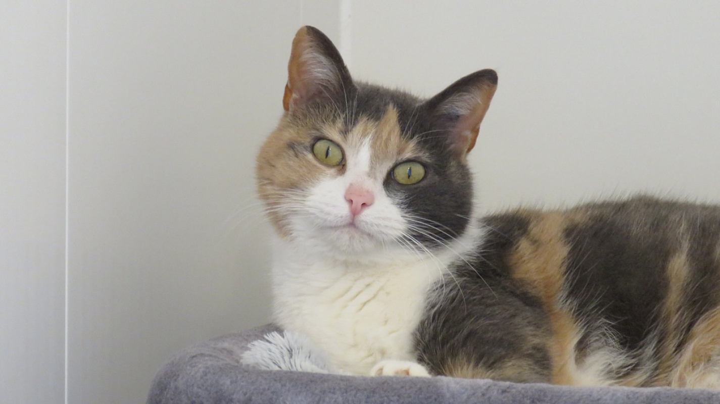 Photo #1 de Poupette